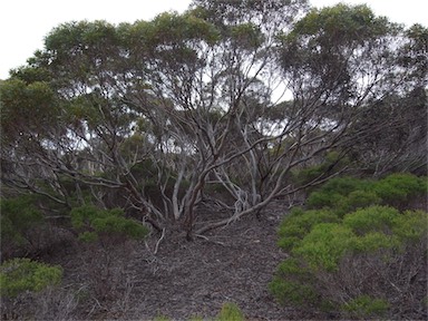 APII jpeg image of Eucalyptus gracilis  © contact APII