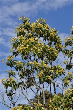 APII jpeg image of Hymenosporum flavum  © contact APII