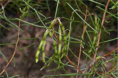 APII jpeg image of Acacia uncinella  © contact APII