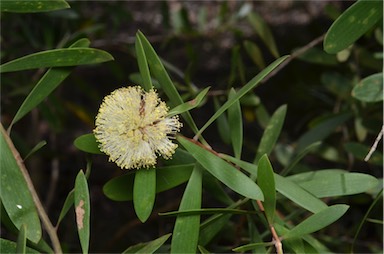 APII jpeg image of Melaleuca globifera  © contact APII