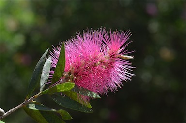 APII jpeg image of Callistemon citrinus  © contact APII