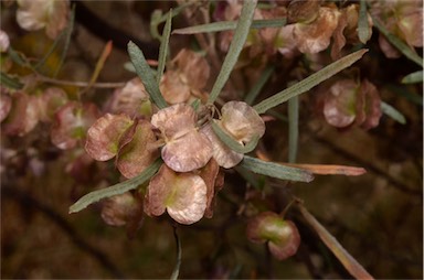 APII jpeg image of Dodonaea viscosa subsp. angustifolia  © contact APII