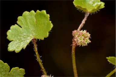 APII jpeg image of Hydrocotyle sibthorpioides  © contact APII