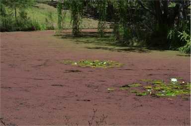 APII jpeg image of Azolla pinnata  © contact APII