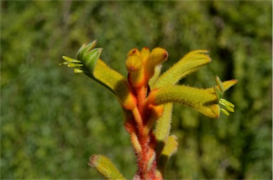 APII jpeg image of Anigozanthos 'Bush Tenacity'  © contact APII