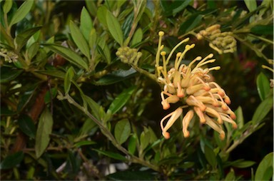 APII jpeg image of Grevillea 'Deva Gold'  © contact APII