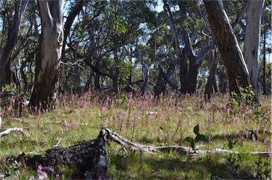 APII jpeg image of Stylidium armeria subsp. ameria  © contact APII