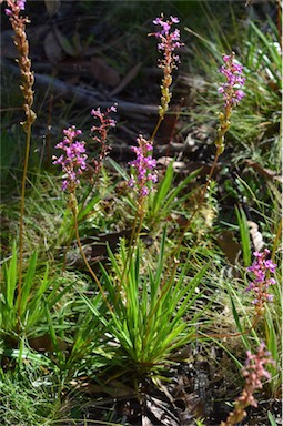 APII jpeg image of Stylidium armeria subsp. ameria  © contact APII