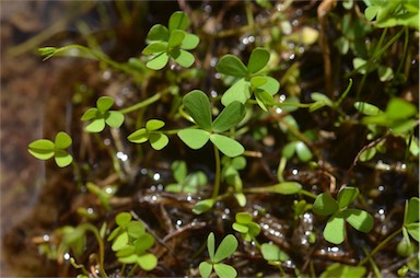 APII jpeg image of Marsilea costulifera  © contact APII