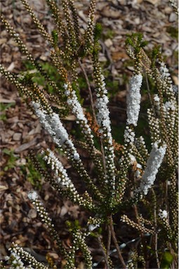 APII jpeg image of Epacris gunnii  © contact APII