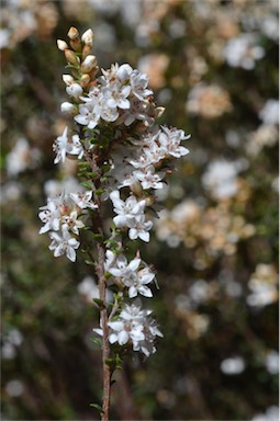 APII jpeg image of Epacris graniticola  © contact APII