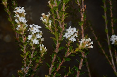 APII jpeg image of Epacris curtisiae  © contact APII