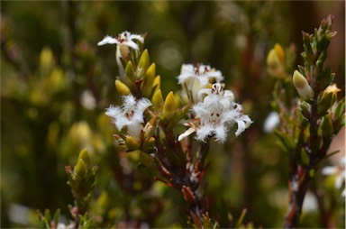 APII jpeg image of Pentachondra ericifolia  © contact APII