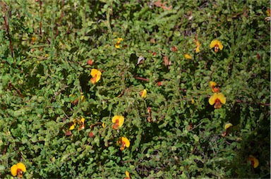 APII jpeg image of Bossiaea cordigera  © contact APII