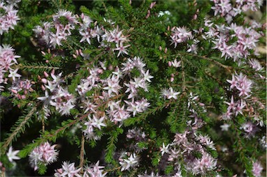 APII jpeg image of Calytrix 'Gulliver Pink'  © contact APII