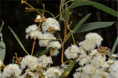 APII jpeg image of Eucalyptus amygdalina  © contact APII