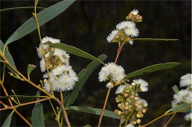 APII jpeg image of Eucalyptus amygdalina  © contact APII