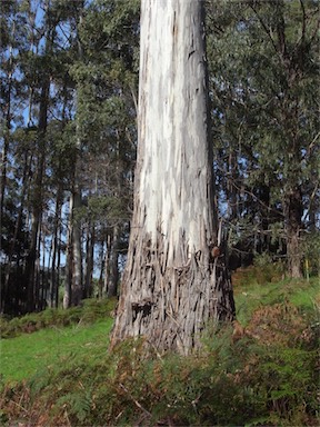 APII jpeg image of Eucalyptus viminalis  © contact APII