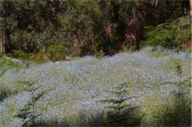 APII jpeg image of Myosotis sylvatica  © contact APII