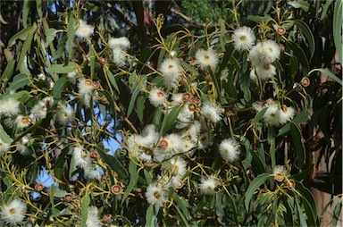 APII jpeg image of Eucalyptus globulus subsp. globulus  © contact APII