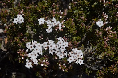 APII jpeg image of Epacris serpyllifolia  © contact APII