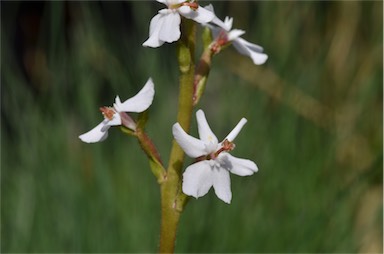 APII jpeg image of Stylidium armeria subsp. armeria  © contact APII