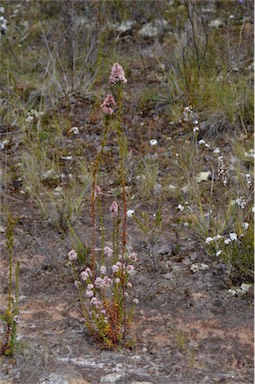 APII jpeg image of Sprengelia incarnata  © contact APII