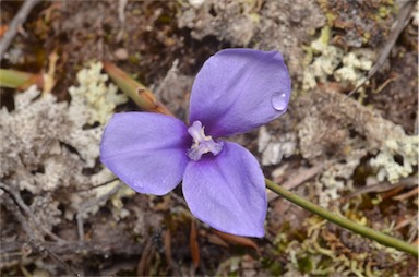 APII jpeg image of Patersonia fragilis  © contact APII