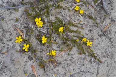 APII jpeg image of Hibbertia procumbens  © contact APII