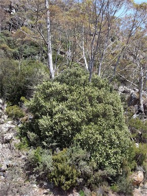 APII jpeg image of Hakea lissosperma  © contact APII