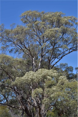 APII jpeg image of Eucalyptus amygdalina  © contact APII