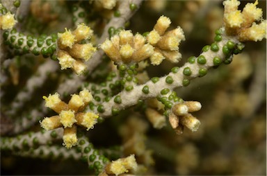 APII jpeg image of Ozothamnus scutellifolius  © contact APII