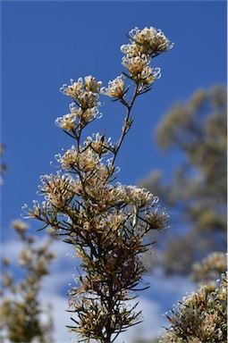 APII jpeg image of Grevillea australis  © contact APII