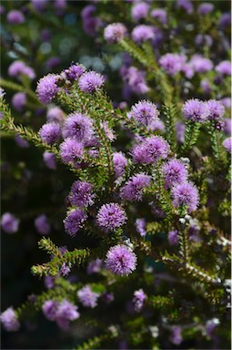 APII jpeg image of Melaleuca squamea  © contact APII