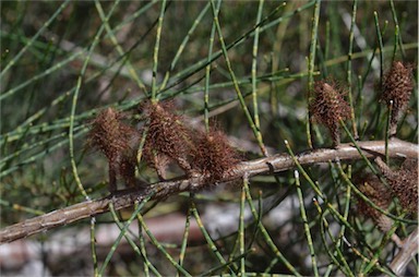 APII jpeg image of Allocasuarina monilifera  © contact APII