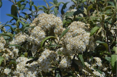 APII jpeg image of Olearia lirata  © contact APII