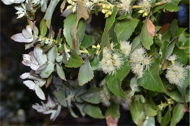 APII jpeg image of Eucalyptus crenulata  © contact APII