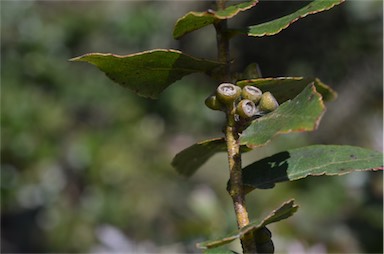 APII jpeg image of Eucalyptus crenulata  © contact APII