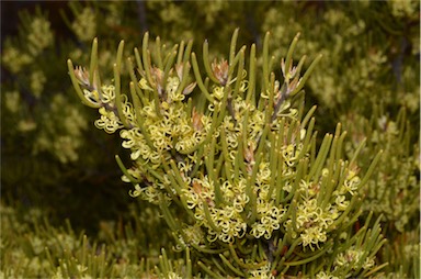 APII jpeg image of Hakea epiglottis  © contact APII