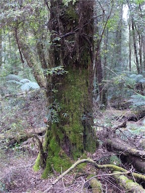 APII jpeg image of Nothofagus cunninghamii  © contact APII