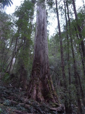 APII jpeg image of Eucalyptus regnans  © contact APII