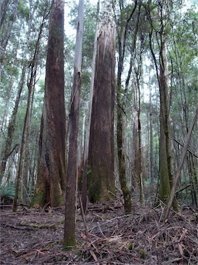 APII jpeg image of Eucalyptus regnans  © contact APII