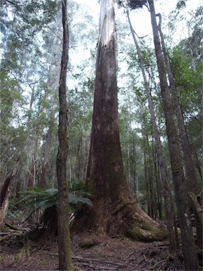 APII jpeg image of Eucalyptus regnans  © contact APII