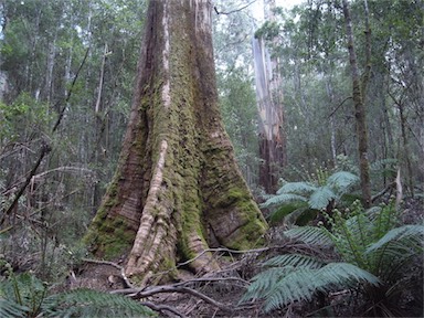 APII jpeg image of Eucalyptus regnans  © contact APII