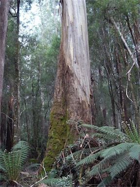 APII jpeg image of Eucalyptus regnans  © contact APII