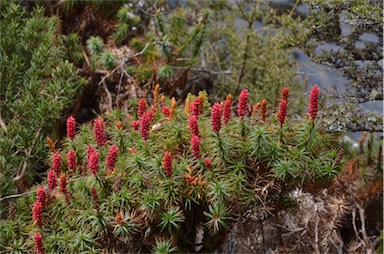 APII jpeg image of Richea scoparia  © contact APII