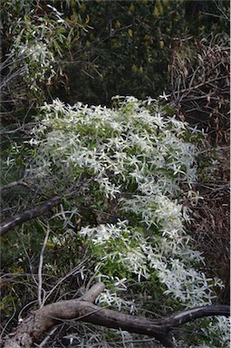 APII jpeg image of Clematis aristata  © contact APII