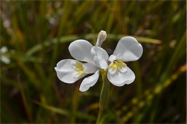 APII jpeg image of Diplarrena moraea  © contact APII