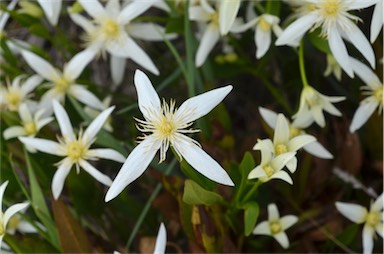 APII jpeg image of Clematis gentianoides  © contact APII