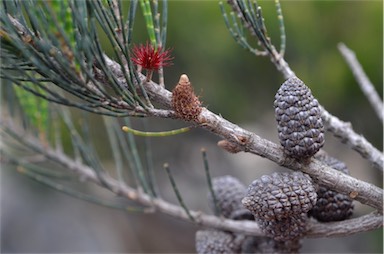 APII jpeg image of Allocasuarina monilifera  © contact APII